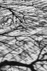 Shadows of tree branches on sidewalk