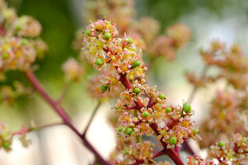 flower of mango Khiew Sawoey (Mangifera indica L. c.v.), Mango queen of Thailand