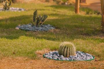 Echinocactus and other flowers and plants for decoration. Landscaping design in parks and gardens