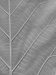 Natural of gray leaf texture
