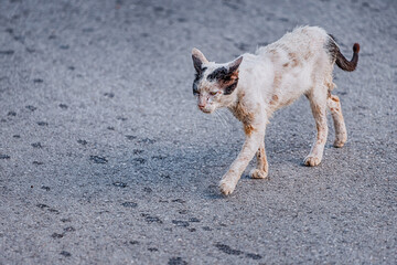 Sad and injured stray stray cat is walking along the road. The concept of the infectious diseases...