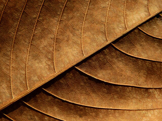 dry brown leaf of Queen's crape myrtle ( Lagerstroemia speciosa (L.) Pers.) - obrazy, fototapety, plakaty