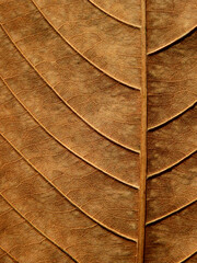 dry brown leaf of Queen's crape myrtle ( Lagerstroemia speciosa (L.) Pers.)