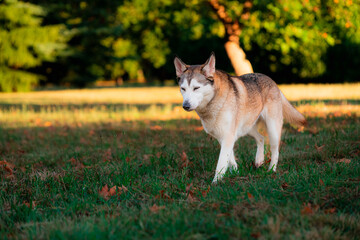 Walking dog portrait - closed eyes