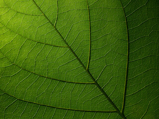 Naklejka na ściany i meble close up green leaf of Bastard teak ( Butea monosperma )