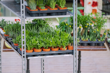 Plants and flowers in pots for sale at florist market or shop