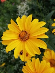 ladybug on yellow chamomile