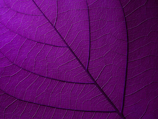 purple leaf texture, natural background - 522478067