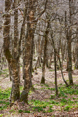 Obraz premium Deciduous tree wood in summer. Natural environment. Botany