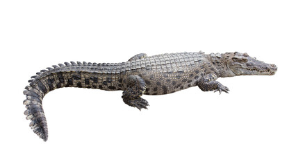 Crocodile isolated - 522478810