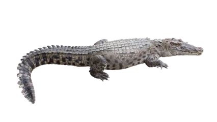 Fototapeten Crocodile isolated © littlestocker