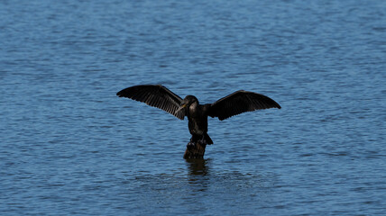 Great cormorant