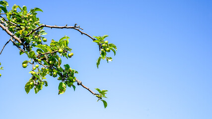 Green wild apples on tree with blue sky