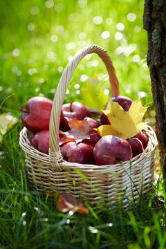season, gardening and harvesting concept - red ripe apples and autumn maple leaves in wicker basket on grass