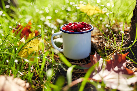 season, gardening and harvesting concept - ripe cranberries in camp mug and autumn maple leaves on grass