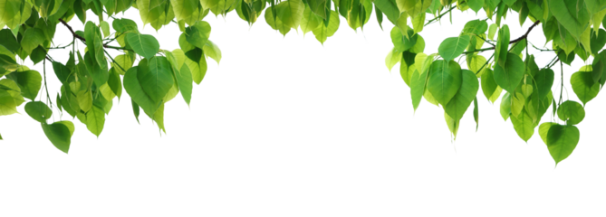 Bodhi green leaf tree.