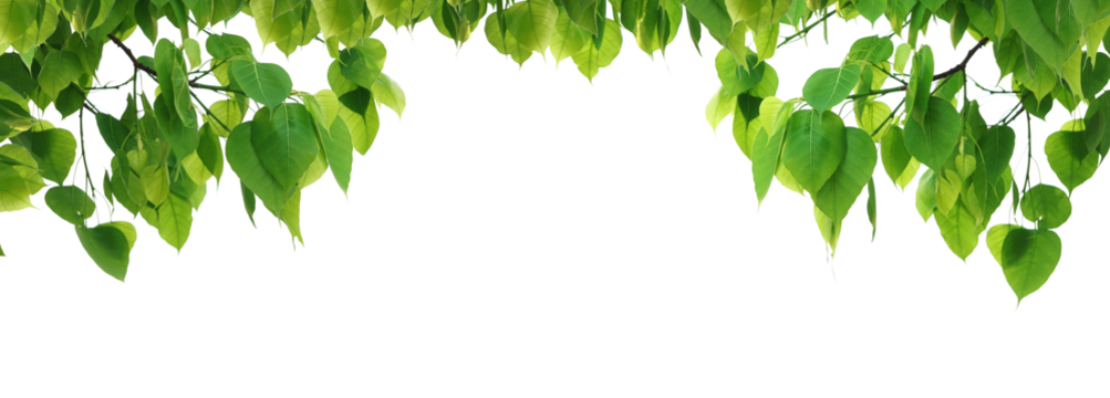 Bodhi green leaf tree.