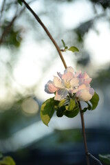 Blossoming apple tree white apple tree flowers, nezhnyye veseniye tsvety yabloni, tsvety yabloni, belo - rozovyye tsvety krupnym planom, tsvety 