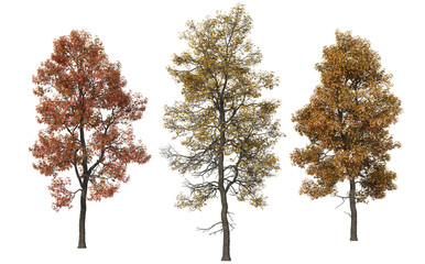 Autumn trees on a transparent background
