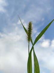grass against blue sky