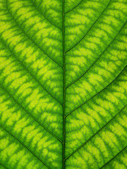 close up green leaf texture of Golden gardenia tree ( Gardenia sootepensis Hutch )