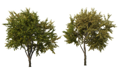 Autumn trees on a transparent background