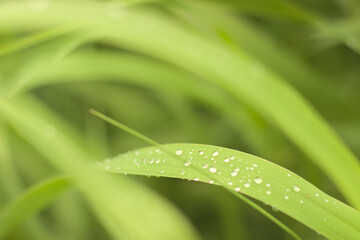 Raindrops on a grass leaf.