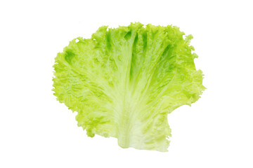 Naklejka na ściany i meble Lettuce. Salad leaf isolated on white background with clipping path