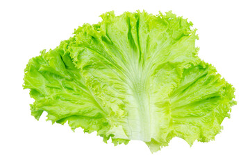 Lettuce. Salad leaf isolated on white background with clipping path