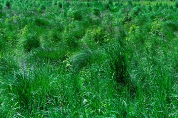 emerald green fen-meadow with green grass sedges on a clear day