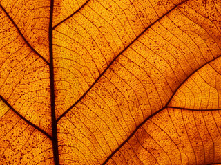 Naklejka na ściany i meble dry brown leaf texture ( teak leaf )