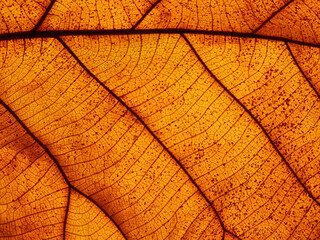 close up dry brown leaf texture ( teak leaf )