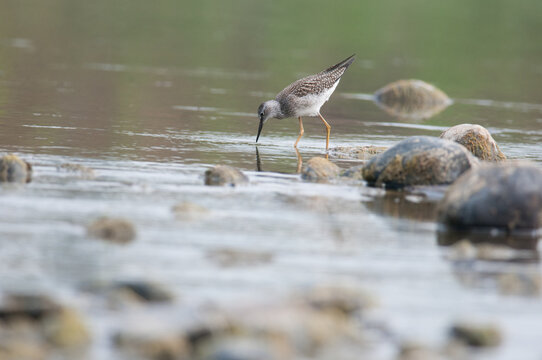 Lesser Yellow Legs Wading In The Chemung River