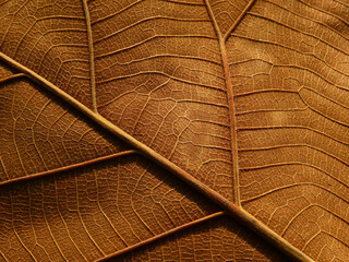 brown teak leaf texture, macro shot