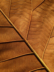 brown teak leaf texture, macro shot - 522482614