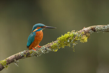 Eurasian Kingfisher, common kingfisher scientific name Alcedo atthis  on a mossy branch