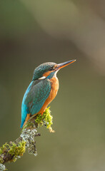 Eurasian Kingfisher, common kingfisher scientific name Alcedo atthis  on a mossy branch