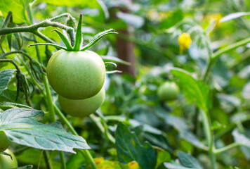 Unripe green tomatoes on a branch in a vegetable garden