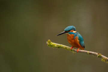 Eurasian Kingfisher, common kingfisher scientific name Alcedo atthis  on a mossy branch