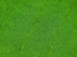 close up green leaf of Bastard teak ( Butea monosperma )