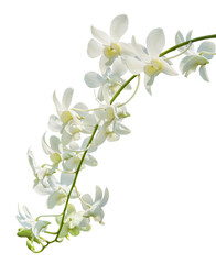 Fototapeta na wymiar orchid flowers isolated on white background with clipping path