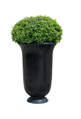Park flowerpot with evergreen plant isolated on white background with clipping path
