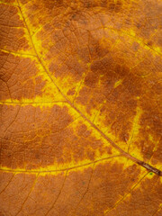 close up dry leaf texture ( Hibiscus macrophyllus Roxb. ex Hornem )