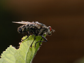 Fliege