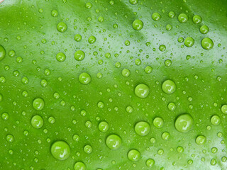 Plakat water drops on green lotus leaf texture