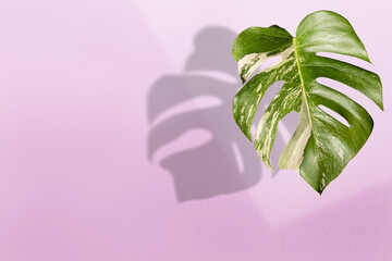 single leaf of variegated monstera plant on pink wall with shadow © chbsc