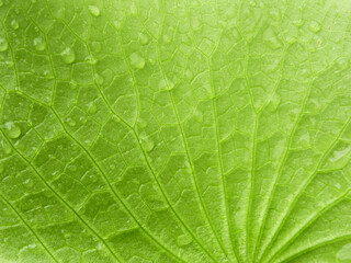close up green lotus leaf with water drops after rain - 522483212