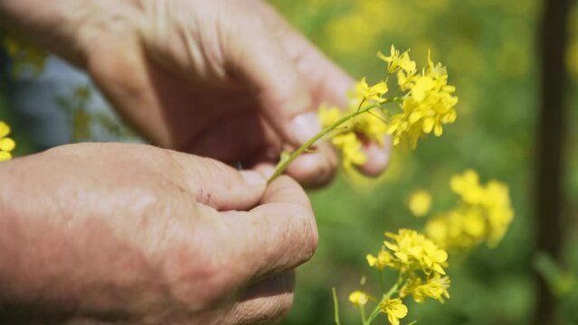 4K. Yellow flowering field of rapeseed. Rapeseed in an agricultural field, close-up. Blooming rapeseed field.