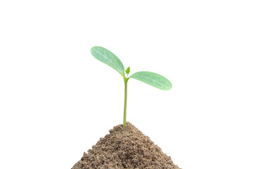Green sprout growing, young plant from soil isolated on white background with clipping path