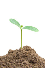 Green sprout growing, young plant from soil isolated on white background with clipping path